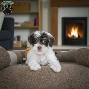 Carter, Miniature Poodle Puppy